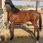خيل شعبي