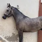 مهر واهو