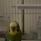 عصفور بادجي