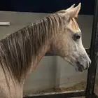 للبيع مهر عربي والبيع شعبي