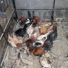 دجاج عربي للبيع