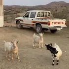 3 معزا اقزام مستوى فاااخر