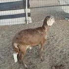 طلي ساكني(تم البيع)