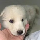 ذكر هاسكي ابيض بيور