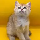 قطط سكوتش قولد