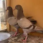 حمام لاحم سلفر