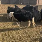 تيوس وطليان للبيع