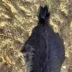تيوس مخاصي