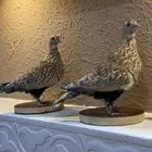 كدري ونغاق لزينة المجالس