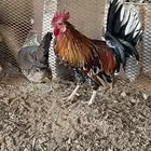 ديك و دجاجه عربي ماكنتوش سلاله صافيه