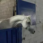 حصان شعبي كفو