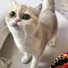 برتش شورت هير