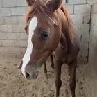 مهر شعبي