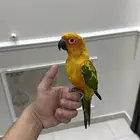 صن كنيور اليف وهدد ومتكلم ( تم البيع)