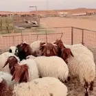 بهم نعيم وفي 2 حري ونجدي ( بريدة)