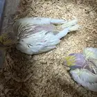 فروخ روز و كروان و فيشر