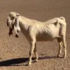 تيس فحل