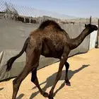 قعدان للبيع