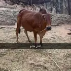 بقر للبيع