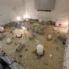 صيصان بلديه