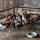 دجاج باكستاني