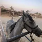 فرس للبيع