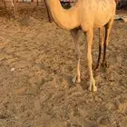 حواره شقحاء