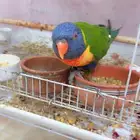 لوري