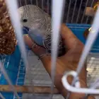 ذكر وأنثى للبيع مع كامل ملحقاتهم