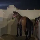 حصان شعبي للبيع