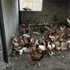 دجاج بياض للبيع