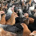 دجاج ل البيع