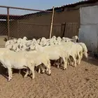 غنم مراح للبيع بفحلها