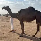 لقحة ام ثالث زرقاء مجاهيم من نسل هجفان
