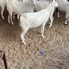 معزا بيشيه طيبه