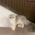 كيتن ذكر سكوتش دبل فولد
