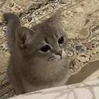 قط ذكر هجين سكوتش و شيرازي للبيع