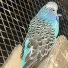 بادجي انقليزي