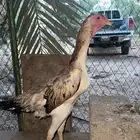 دجاجه شامو ياباني