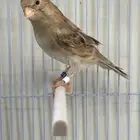 انثى كناري