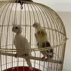 طيور كروان بحالتها الراهنه