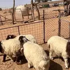 خرفان نعيمي تم البيع