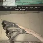 راس هدرز تويجريالمونايز6 2