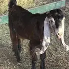 تيس