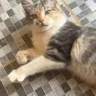 قطه أنثى للتبني