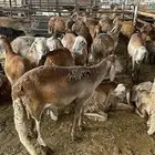 (ذبائح سواكني مرابي للحفلات و المناسبات والمنازل)