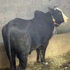 ثور مهجن فاخر