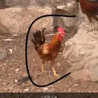 دجاج بلدي نظيف