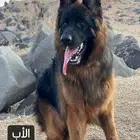 جرو ذكر جيرمين شيبرد