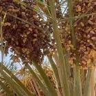 يوجد صيف هذا العام تمر برني